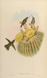Cynanthus sordidus